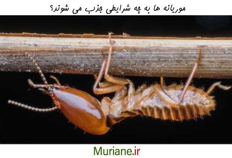 موریانه ها جذب چه شرایطی می شوند؟