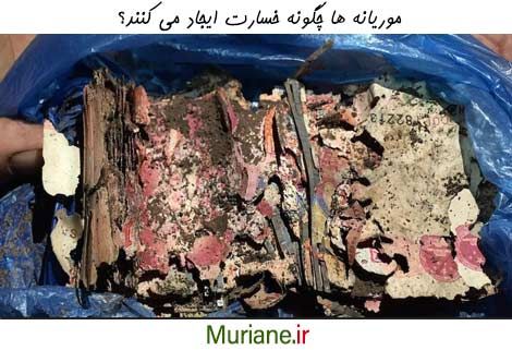 آسیب های ناشی از موریانه چگونه است؟