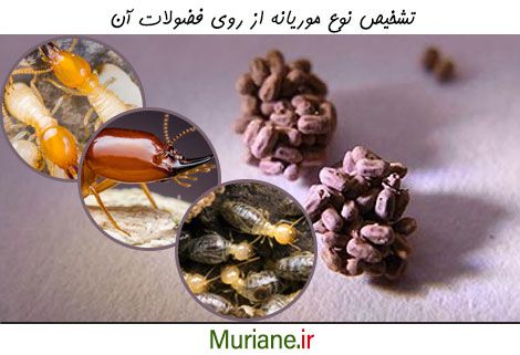 تشخیص نوع موریانه از روی فضولات آن