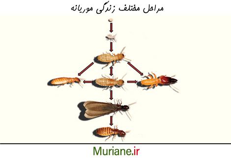 مراحل مختلف زندگی موریانه 