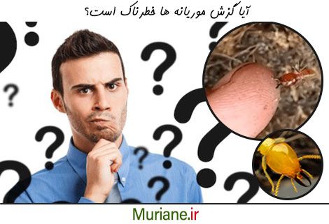 بررسی گزش ناشی از موریانه