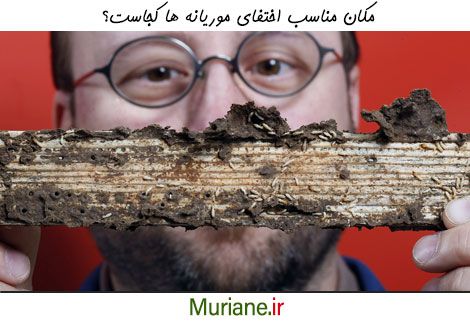 محل اختفای موریانه ها کجاست؟