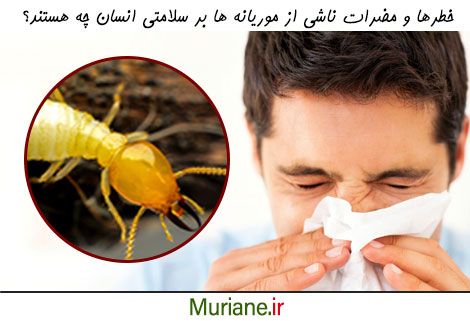 خطرات ناشی از موریانه بر سلامتی انسان
